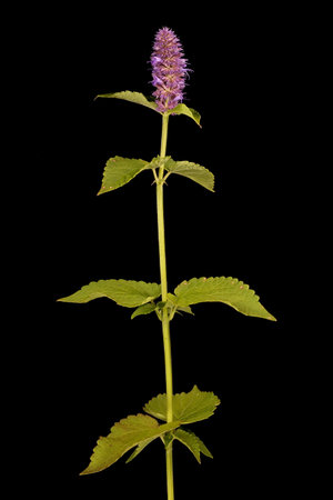 Wrinkled Giant Hyssop (Agastache rugosa). Habitの写真素材