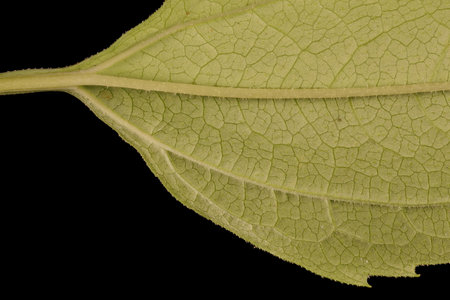 Eastern Purple Coneflower (Echinacea purpurea). Leaf Detail Closeup