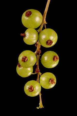 Red Currant (Ribes rubrum). Immature Infructescence Detail Closeupの写真素材