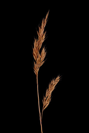 Blue Fescue (Festuca glauca). Fruiting Inflorescence Closeupの写真素材