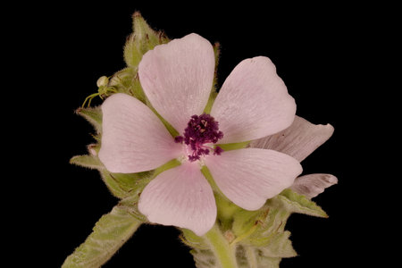 Marsh Mallow (Althaea officinalis). Flower Closeup
