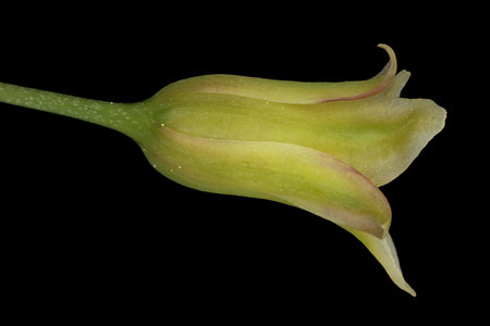 Garden Asparagus (Asparagus officinalis). Flower Closeupの写真素材