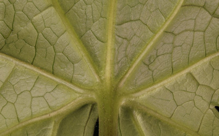 Przewalski's Leopardplant (Ligularia przewalskii). Basal Leaf Detail Closeup