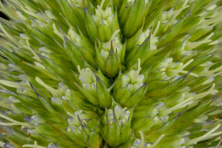 Blue Eryngo (Eryngium planum). Budding Capitulum Detail Closeupの写真素材
