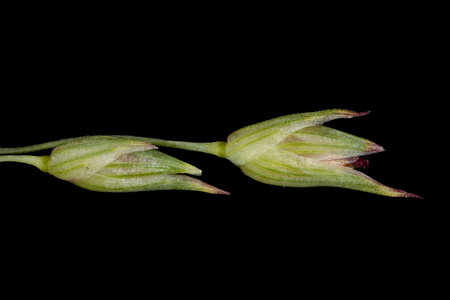 Switchgrass (Panicum virgatum). Spikelets Closeupの写真素材