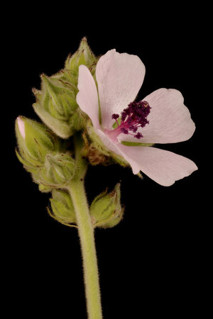 Marsh Mallow (Althaea officinalis). Flower Closeupの写真素材