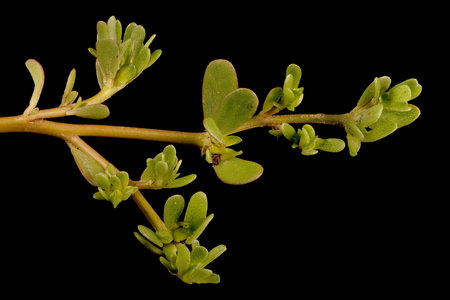 Common Purslane (Portulaca oleracea). Shoot Detail Closeupの写真素材
