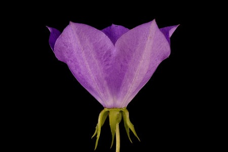 Carpathian Harebell (Campanula carpatica). Flower Closeupの写真素材