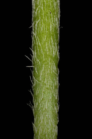 Sea Plantain (Plantago maritima). Inflorescence Peduncle Section Closeupの写真素材