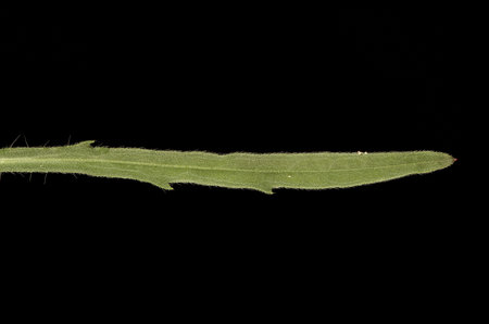 Flax-Leaf Fleabane (Erigeron bonariensis). Cauline Leaf Closeupの写真素材