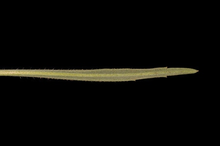 Sea Plantain (Plantago maritima). Leaf Closeupの写真素材