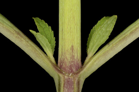 Common Figwort (Scrophularia nodosa). Leaf Bases Closeup