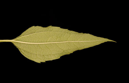 Eastern Purple Coneflower (Echinacea purpurea). Leaf Closeupの写真素材