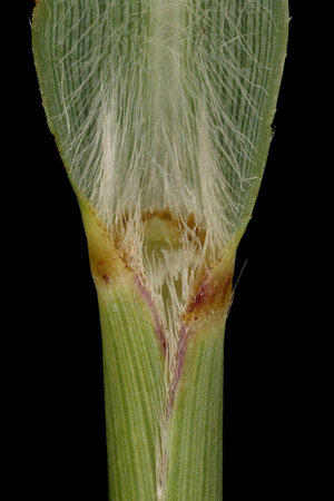 Switchgrass (Panicum virgatum). Ligule and Leaf Sheath Closeupの写真素材