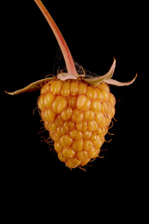 Raspberry (Rubus idaeus). Immature Fruit Closeupの写真素材