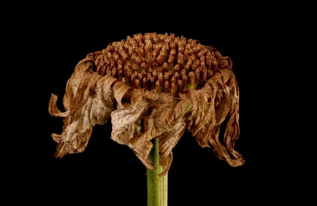 Max Chrysanthemum (Leucanthemum maximum). Fruiting Capitulum Closeupの写真素材
