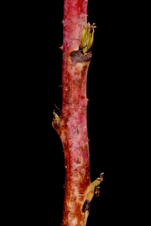 Raspberry (Rubus idaeus). Wintering Twig Closeup