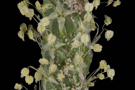 Sea Plantain (Plantago maritima). Inflorescence Detail Closeupの写真素材