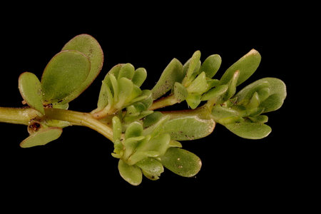 Common Purslane (Portulaca oleracea). Shoot Detail Closeupの写真素材