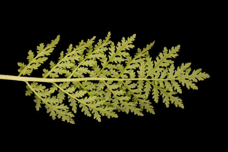 Tansy-Leaf Phacelia (Phacelia tanacetifolia). Basal Leaf Closeupの写真素材