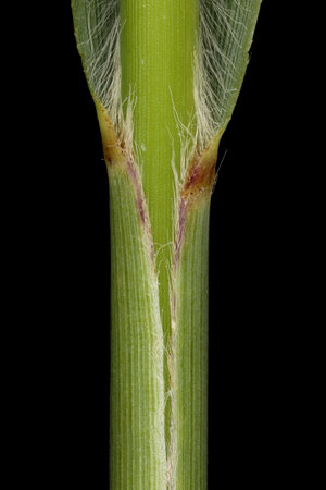 Switchgrass (Panicum virgatum). Culm and Leaf Sheath Closeupの写真素材