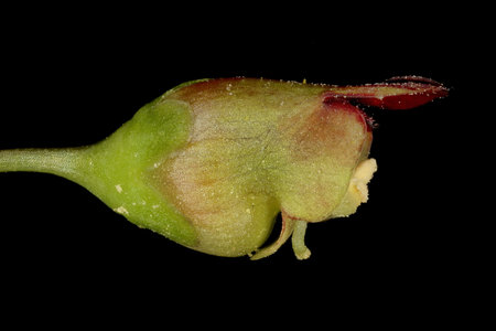 Common Figwort (Scrophularia nodosa). Flower Closeupの写真素材
