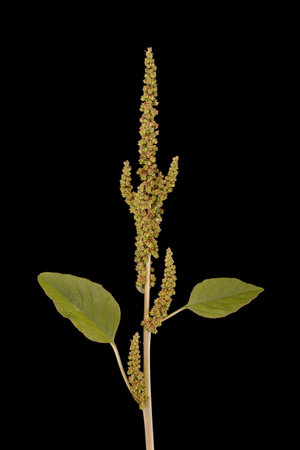 Green Amaranth (Amaranthus viridis). Habitの写真素材
