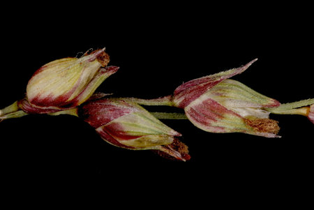 Switchgrass (Panicum virgatum). Fruiting Spikelets Closeupの写真素材