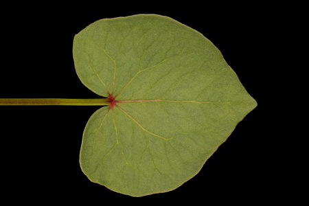 Buckwheat (Fagopyrum esculentum). Leaf Closeupの写真素材