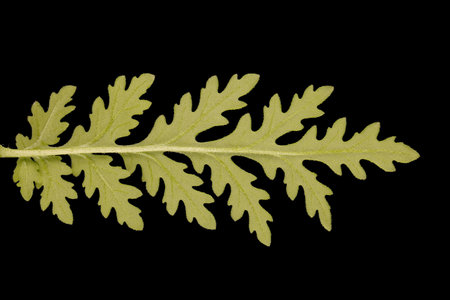 Tansy-Leaf Phacelia (Phacelia tanacetifolia). Leaflet Closeupの写真素材