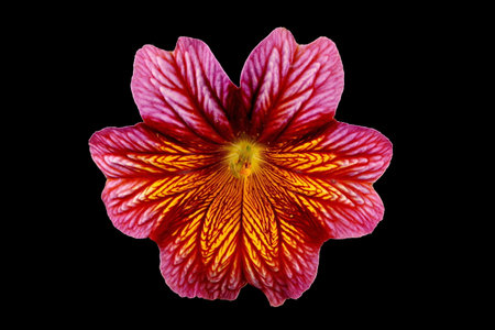Painted Tongue (Salpiglossis sinuata). Flower Closeupの写真素材