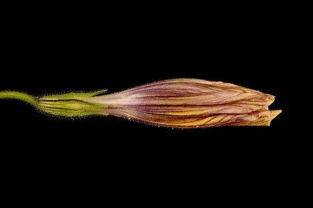 Painted Tongue (Salpiglossis sinuata). Floral Bud Closeupの写真素材