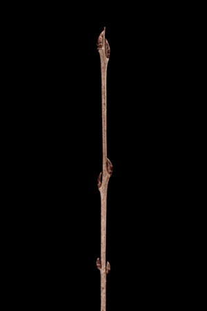 Buckthorn (Rhamnus cathartica). Wintering Twig Closeupの写真素材