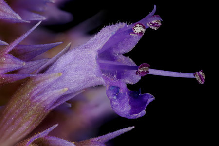 Wrinkled Giant Hyssop (Agastache rugosa). Flower Closeupの写真素材