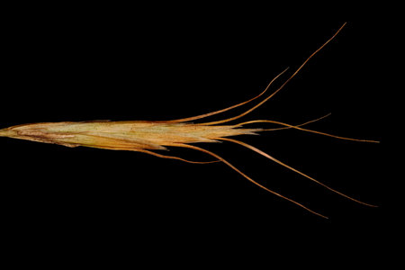 Broom Brome (Bromus scoparius). Spikelet Closeupの写真素材