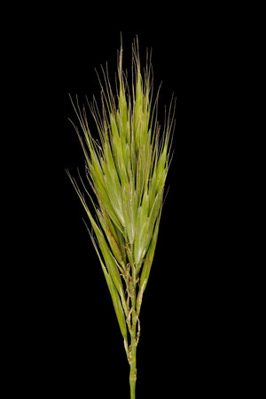Broom Brome (Bromus scoparius). Immature Inflorescence Closeupの写真素材