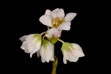 Buckwheat (Fagopyrum esculentum). Inflorescence Detail Closeupの写真素材