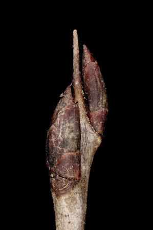Buckthorn (Rhamnus cathartica). Pseudoterminal Buds Closeupの写真素材