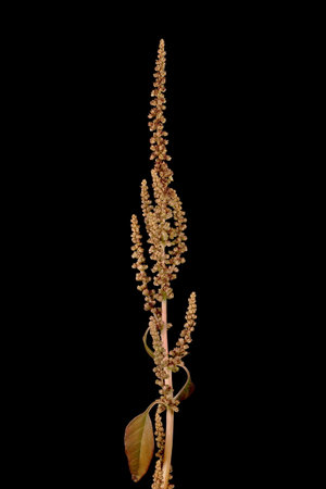Green Amaranth (Amaranthus viridis). Infructescence Closeupの写真素材