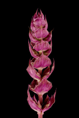 Balkan Clary (Salvia nemorosa). Inflorescence Apex Closeupの写真素材