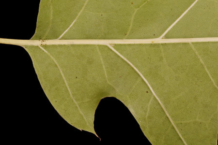 Northern Red Oak (Quercus rubra). Leaf Detail Closeupの写真素材