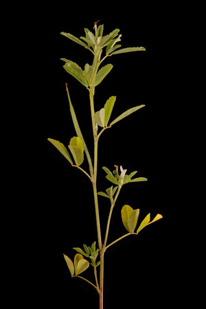 Fenugreek (Trigonella foenum-graecum). Habitの写真素材