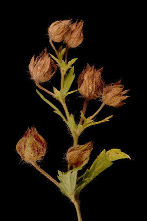 Ternate-Leaved Cinquefoil (Potentilla norvegica). Mature Infructescence Closeupの写真素材