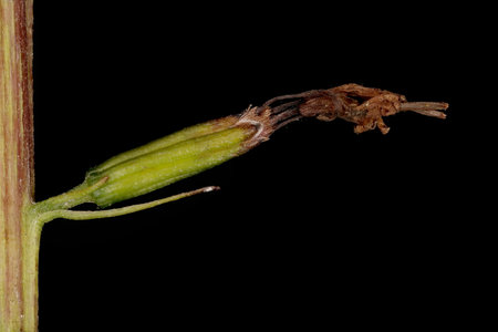 Przewalski's Leopardplant (Ligularia przewalskii). Marcescent Capitulum Closeupの写真素材