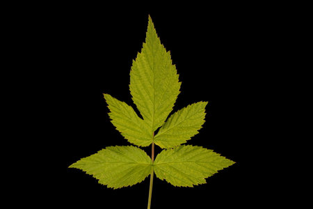 Raspberry (Rubus idaeus). Vegetative Shoot Leaf Closeupの写真素材