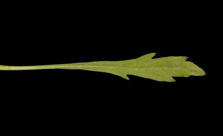 Flax-Leaf Fleabane (Erigeron bonariensis). Basal Leaf Closeupの写真素材