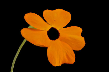 Black-Eyed Susan Vine (Thunbergia alata). Flower Closeupの写真素材