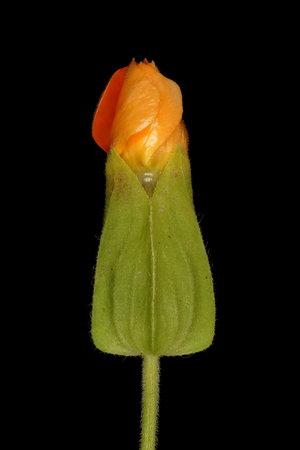 Black-Eyed Susan Vine (Thunbergia alata). Floral Bud Closeupの写真素材