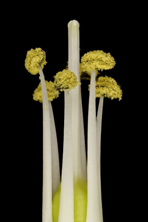 Summer Hyacinth (Ornithogalum candicans). Pistil and Stamens Closeupの写真素材
