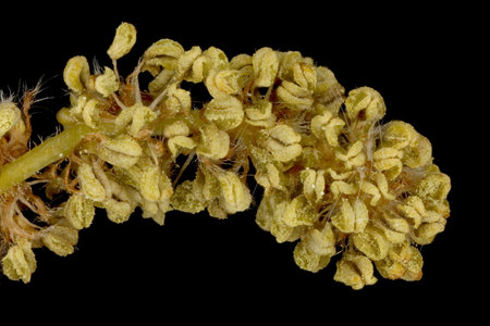 Common Oak (Quercus robur). Male Inflorescence Detail Closeup